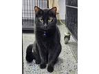 Daisy Fka Morrigan, Domestic Shorthair For Adoption In Mishawaka, Indiana