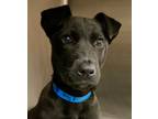 David, Retriever (unknown Type) For Adoption In Houston, Texas