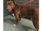Chocolate Drop, American Staffordshire Terrier For Adoption In Raleigh
