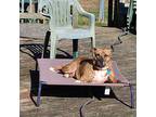 Dakota, American Pit Bull Terrier For Adoption In Mechanicsville, Maryland