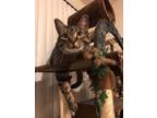 Adopt Jam a Domestic Short Hair, Tabby