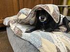 Billie, Terrier (unknown Type, Small) For Adoption In Deerfield, Wisconsin