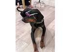 Buddy (abbotsford, Bc), Doberman Pinscher For Adoption In Edmonton, Alberta