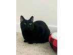 Willie, Domestic Shorthair For Adoption In Gig Harbor, Washington