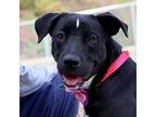 Lilac, Labrador Retriever For Adoption In Merriam, Kansas