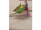 Dino *bonded To Kiwi, Budgie For Adoption In Vancouver, British Columbia