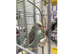 Ozzy *bonded To Blueberry, Budgie For Adoption In Vancouver, British Columbia