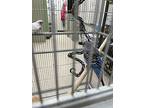 Blueberry *bonded To Ozzy, Budgie For Adoption In Vancouver, British Columbia