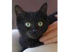 Omega, Domestic Shorthair For Adoption In Fort Myers, Florida