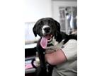 Bear, Flat-coated Retriever For Adoption In Murphysboro, Illinois