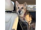 Adopt Lady a German Shepherd Dog