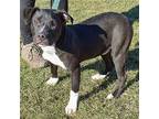 Polo, American Staffordshire Terrier For Adoption In Huntley, Illinois