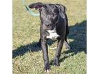 Percy, American Staffordshire Terrier For Adoption In Huntley, Illinois