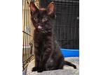 Lucky, Domestic Shorthair For Adoption In Turnersville, New Jersey