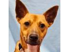 Adopt Kiwi a Basenji, Australian Cattle Dog / Blue Heeler