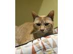 Tiny Tina, Domestic Shorthair For Adoption In Key West, Florida
