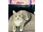 Adopt Shadow a Tabby