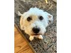 Adopt Mica a West Highland White Terrier / Westie, Poodle