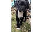 Onyx, American Pit Bull Terrier For Adoption In Germantown, Ohio