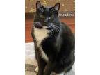 Sneakers, Domestic Shorthair For Adoption In Monrovia, California