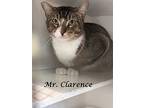Mr. Clarence, Abyssinian For Adoption In Monrovia, California