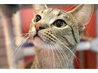 Anna, Domestic Shorthair For Adoption In South Bend, Indiana