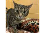 Lillian, Domestic Shorthair For Adoption In South Bend, Indiana