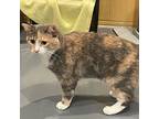 Winter, Domestic Shorthair For Adoption In South Bend, Indiana