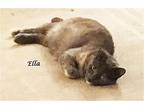 Ella, A Tripod, Domestic Shorthair For Adoption In Monrovia, California