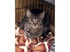Mishka, Domestic Shorthair For Adoption In South Bend, Indiana