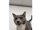 Adopt Oda Mae a Domestic Short Hair