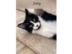 Joey: (adopt W/julius), Domestic Shorthair For Adoption In Monrovia, California