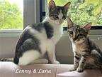 Lana (& Lenny), Domestic Mediumhair For Adoption In Monrovia, California