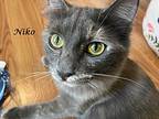 Niko, Domestic Mediumhair For Adoption In Monrovia, California