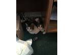 Katie Bonded With Pearl, Domestic Shorthair For Adoption In Macedonia, Ohio
