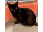 Indigo, Domestic Shorthair For Adoption In South Bend, Indiana