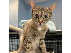 Ariel, Domestic Shorthair For Adoption In South Bend, Indiana