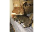Buttercup Bonded With Shelley, Domestic Shorthair For Adoption In Macedonia
