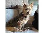 Adopt Foxy a Yorkshire Terrier, Mixed Breed
