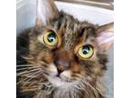 Adopt MOKA a Torbie, Domestic Medium Hair