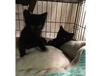 Britney Bonded With Betsy, Domestic Shorthair For Adoption In Macedonia, Ohio