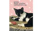 Gemma & Gillian, Domestic Mediumhair For Adoption In Monrovia, California