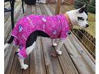 Lelu *pint Sized Princess*, Boston Terrier For Adoption In Clarkston, Michigan