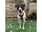 Adopt Bianca a Pointer, Labrador Retriever