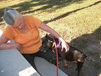 Jetta, American Pit Bull Terrier For Adoption In Zuni, Virginia