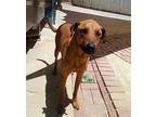 Buster -, Labrador Retriever For Adoption In Apple Valley, California