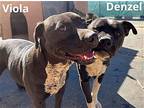 Denzel -, American Staffordshire Terrier For Adoption In Apple Valley