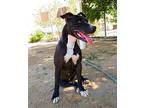 Raven -, American Pit Bull Terrier For Adoption In Apple Valley, California