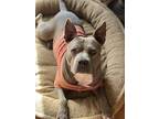 Rooroo - Please Read All Information, American Pit Bull Terrier For Adoption In
