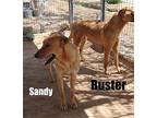 Sandy -, Labrador Retriever For Adoption In Apple Valley, California